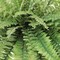 6-Pack: Boston Fern Plant with 50 Silk Fronds, 34" Wide, Floral Home by Artificial Flowers